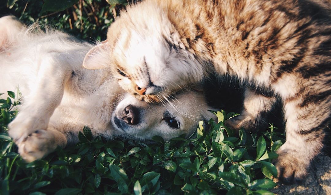 CBD and Pet Anxiety: What You Need to Know