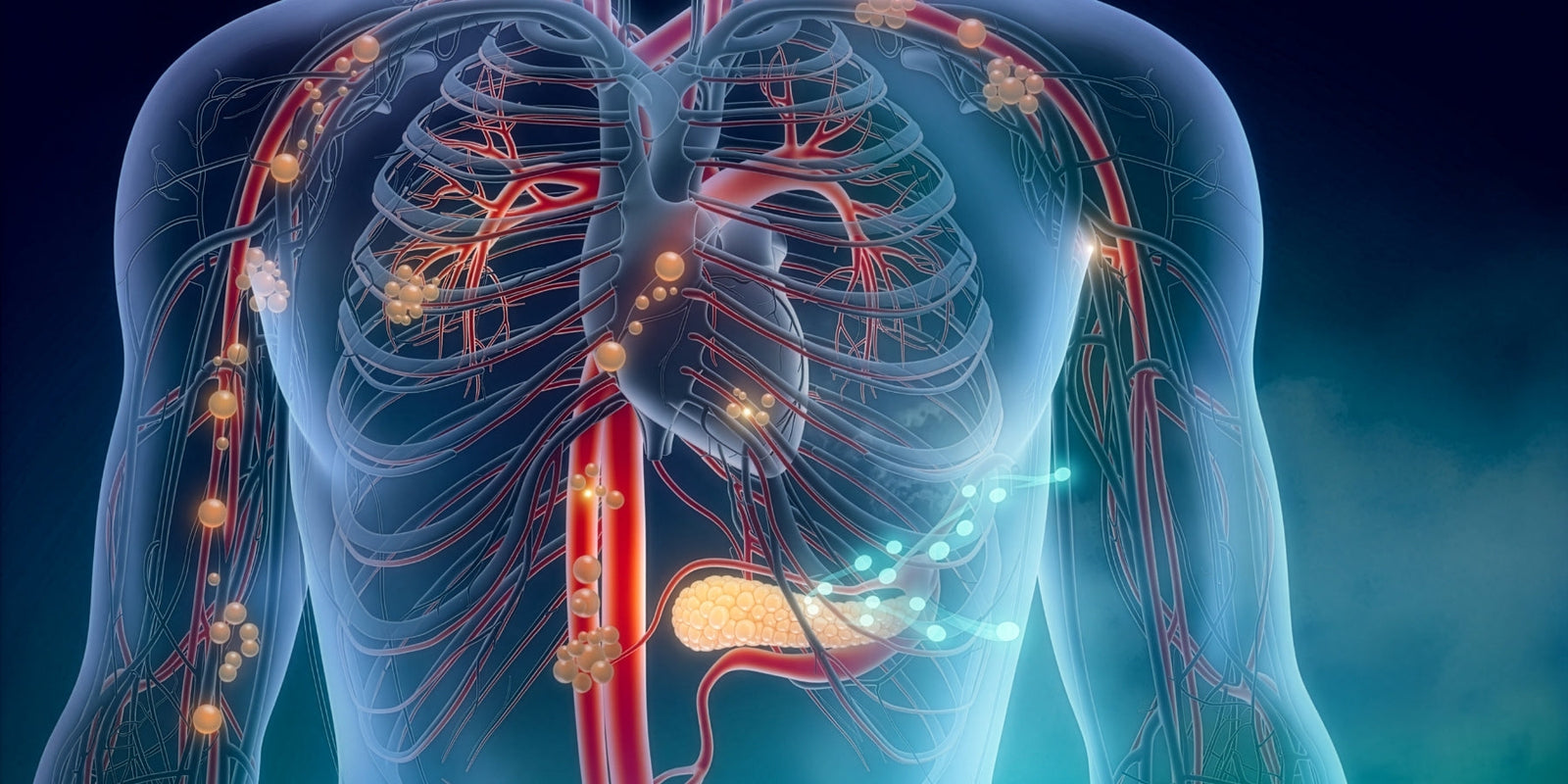 Sow Eden CBD wellness concept showing nervous system balance and endocannabinoid system support for stress, sleep, and relaxation