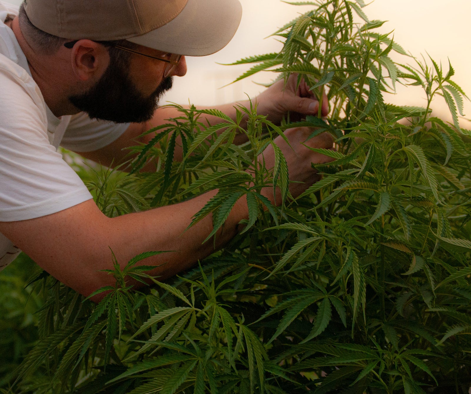 CBG Gummies 101: What They Are and Why You Should Try Them