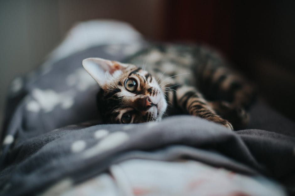 CBD for Cats: The Best Products for Your Feline Friend