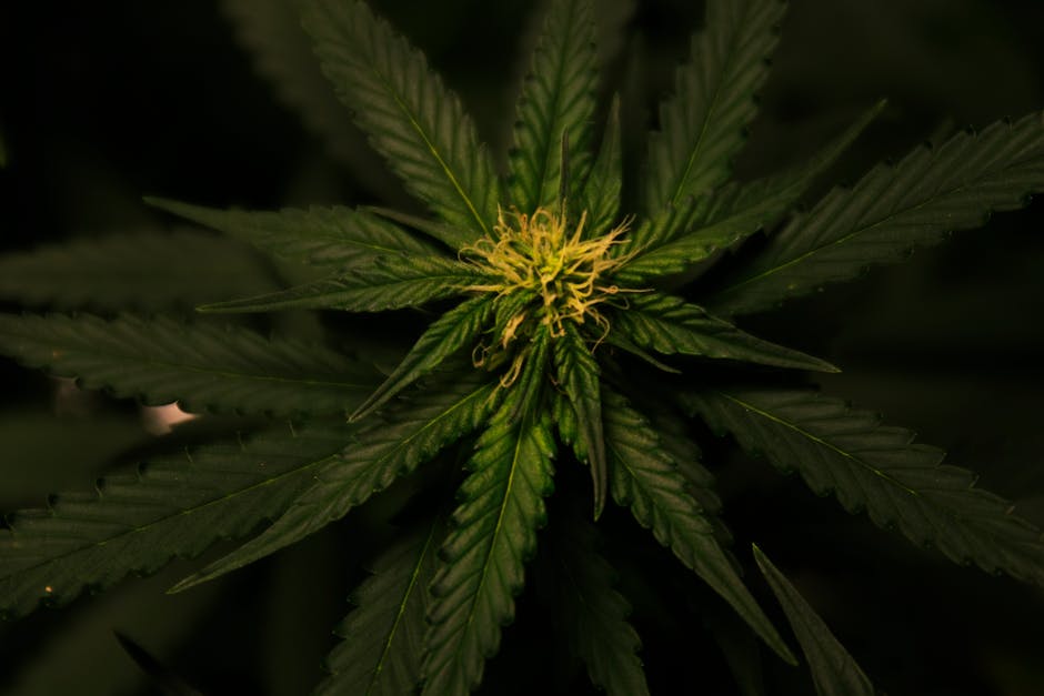 CBDA vs. THC: A Guide to Understanding Their Differences