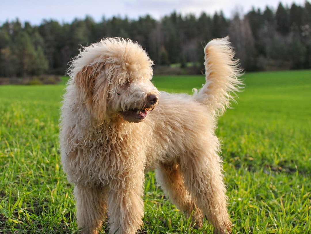 Hemp for Dogs: The Best Products for Your Pet